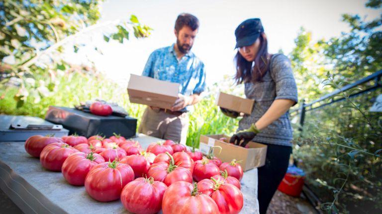 Garden program; tomato picking